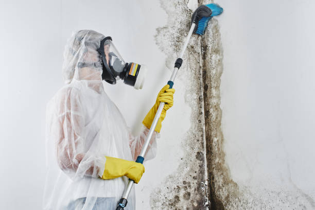 Best Basement Mold Remediation in Clovis, NM