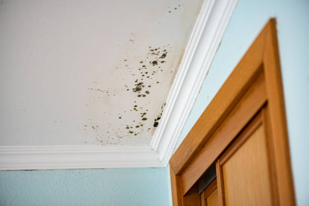 Best Commercial Mold Remediation in Clovis, NM