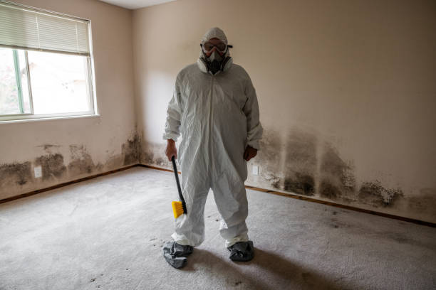 Best Emergency Mold Remediation in Clovis, NM