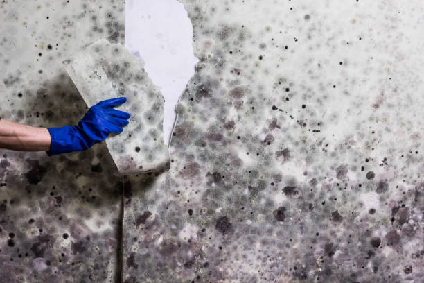  Clovis, NM Mold Removal Pros