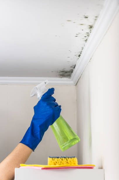 Reliable Clovis, NM Mold Remediation Solutions